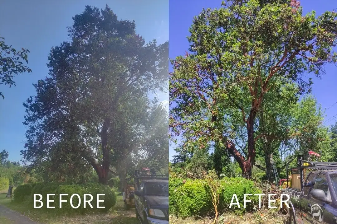 Before and after: Tree trimming