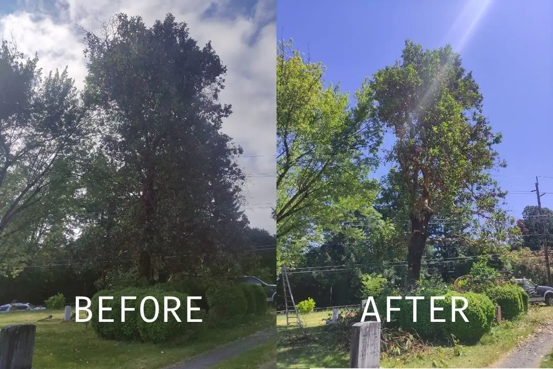 Before and after: Tree trimming