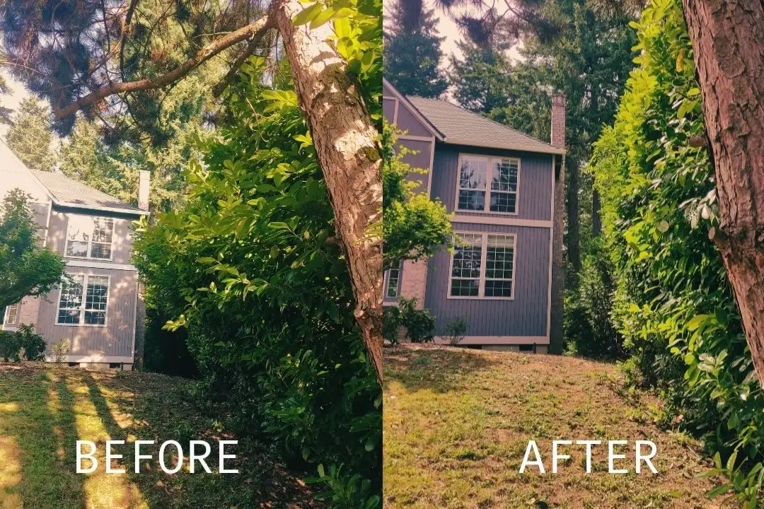 Before and after: Hedge trimming