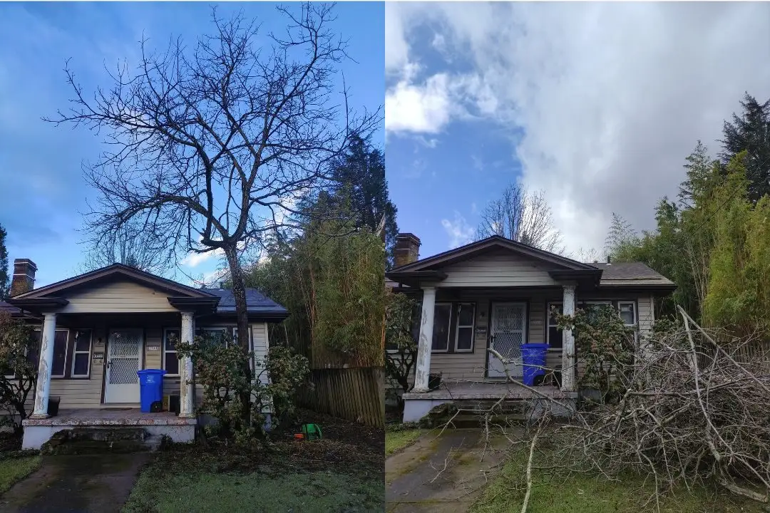 Before and after: Walnut removal