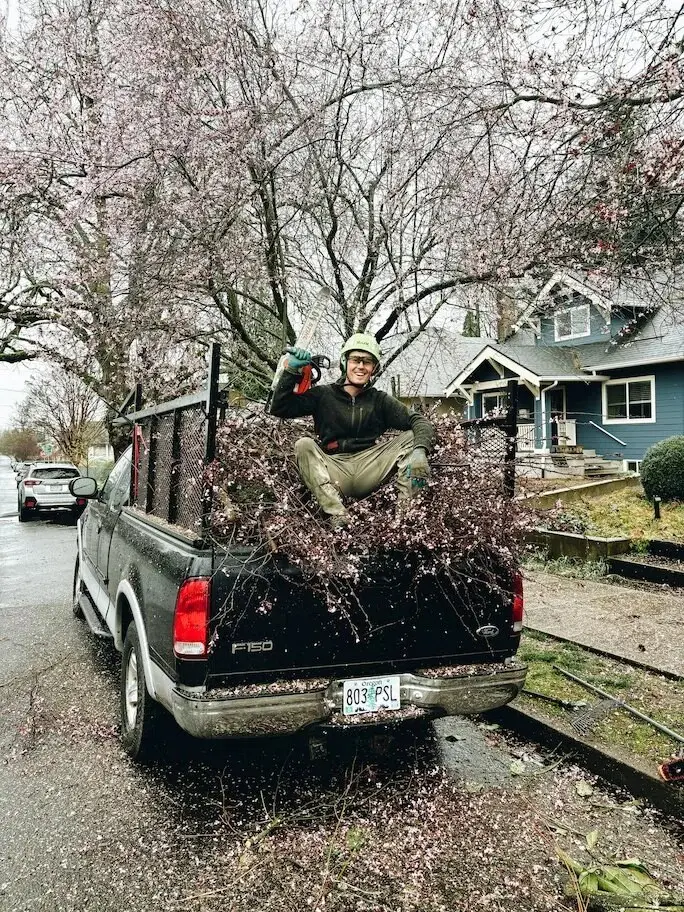 A pickup loaded with trimmings and a crew member on top