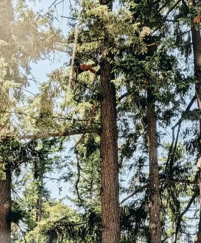 Climbing tall firs