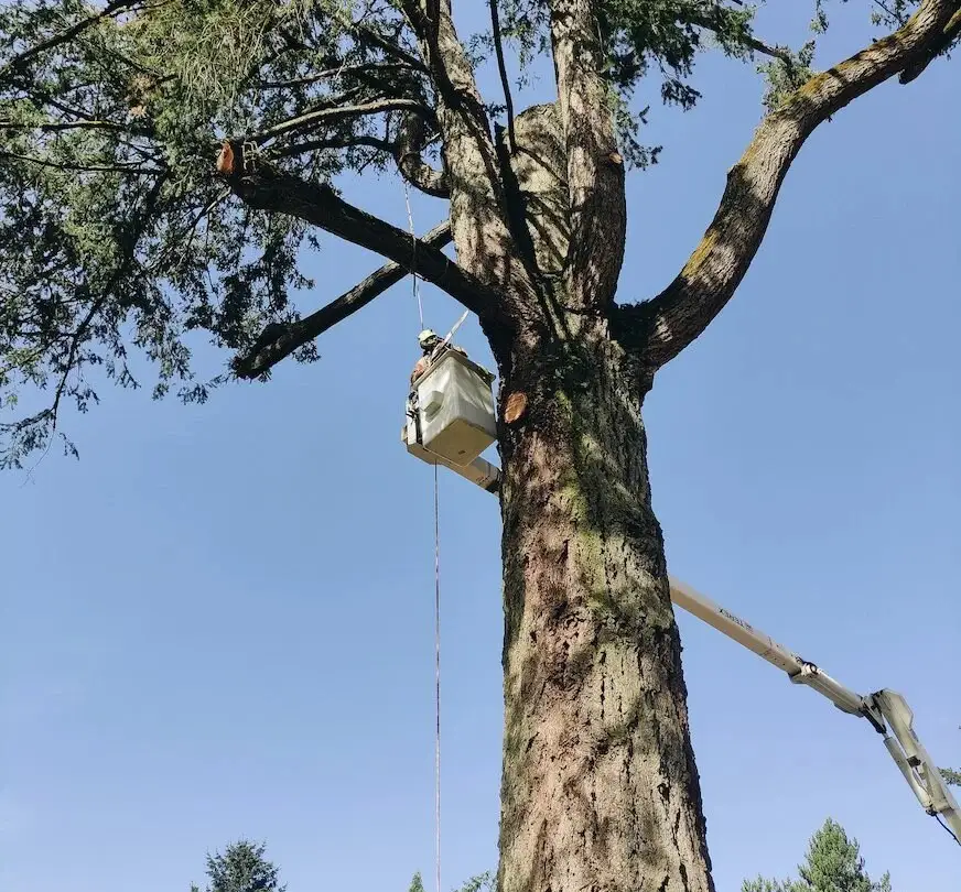 Crane day on a big fir