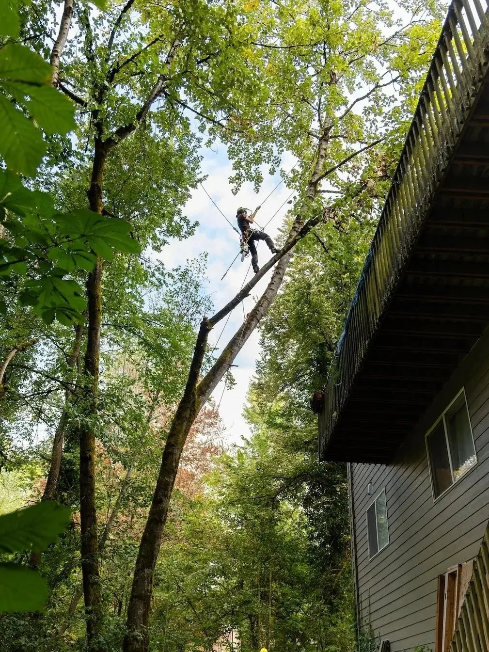 A climber taking a limb off near a house
