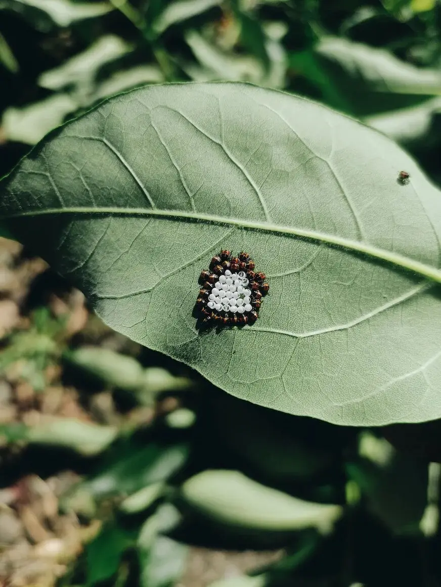 Insect eggs on the underside of a leaf