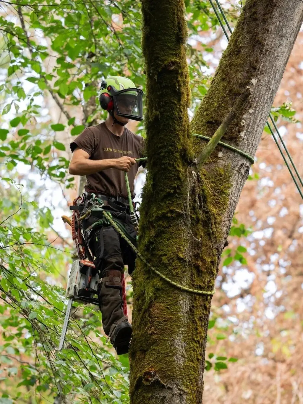 A climber working up a mossy trunk