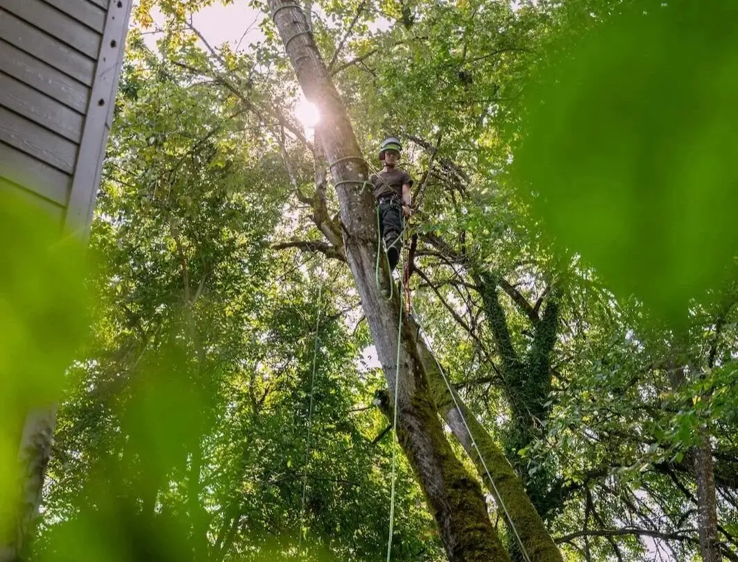 Pruning up in the canopy