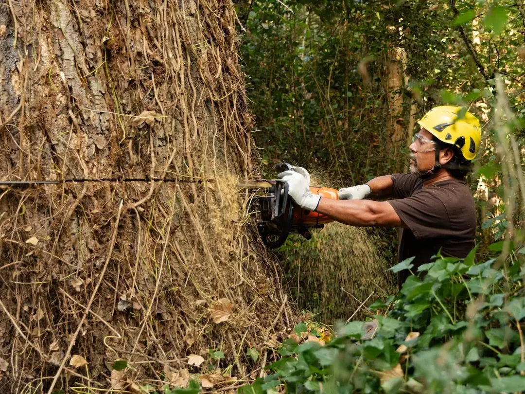 Felling a big trunk in sections