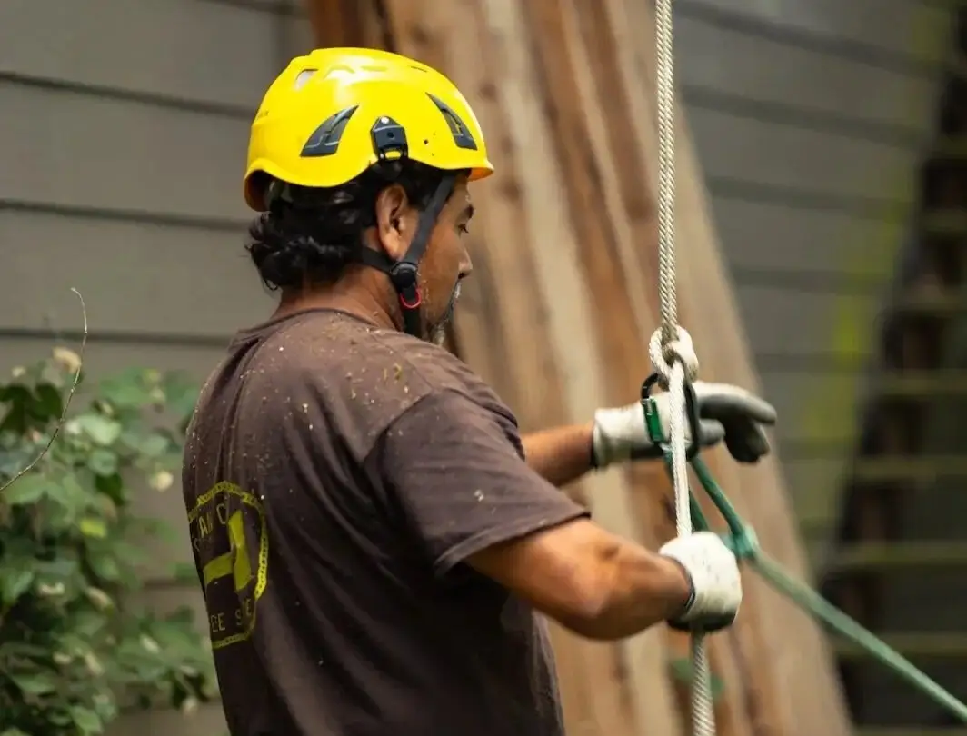 Rigging down a limb
